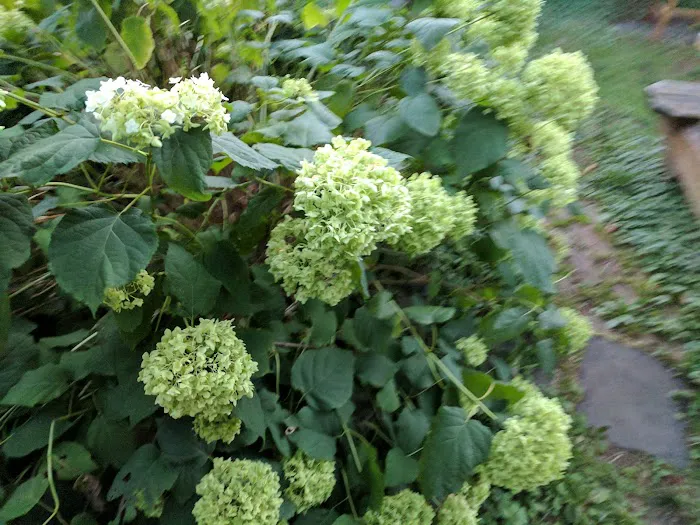 The Amazing Garden Picture 10