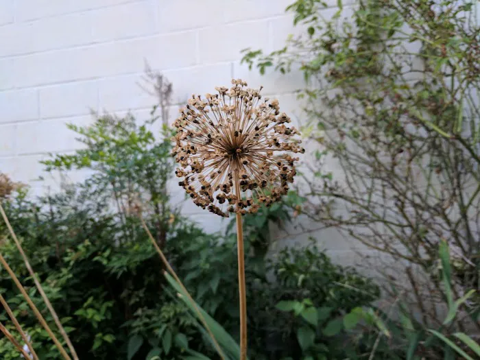 The Amazing Garden Picture 4