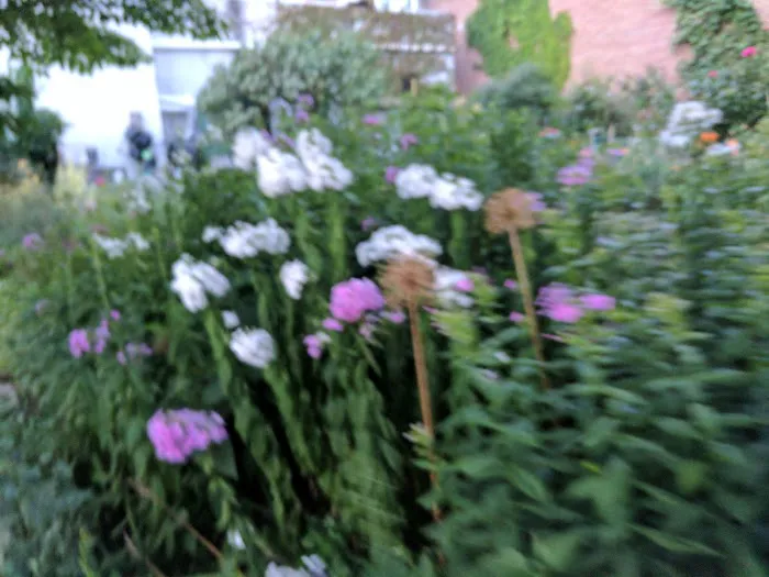 The Amazing Garden Picture 3