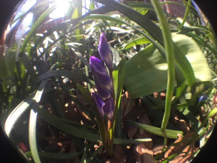 Wyckoff Bond Garden Picture 6