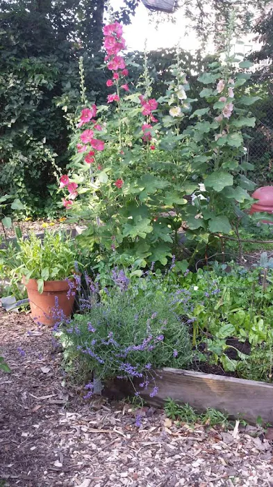 The Backyard Picture 10