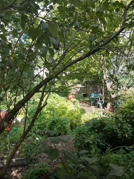 The Backyard Picture 5