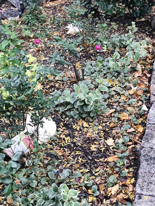 Sage Garden Picture 3