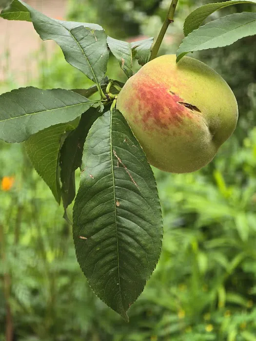 Peach Tree Garden Picture 5