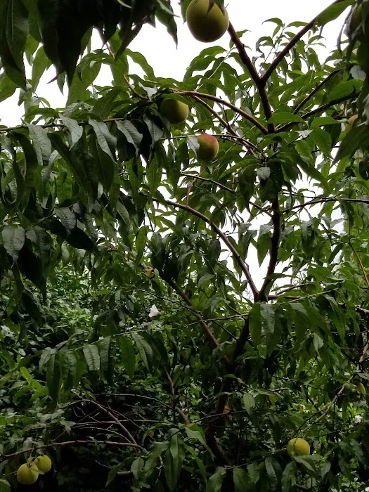 Peach Tree Garden Picture 10