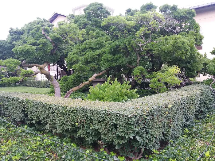 Peach Tree Garden Picture 8