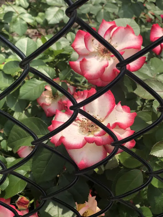 Clinton Community Garden (LES) Picture 9