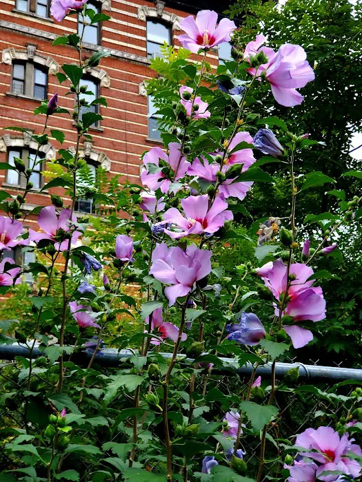 9th Street Community Garden Picture 8
