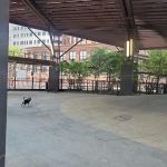 Brooklyn Bridge Park Dog Run
