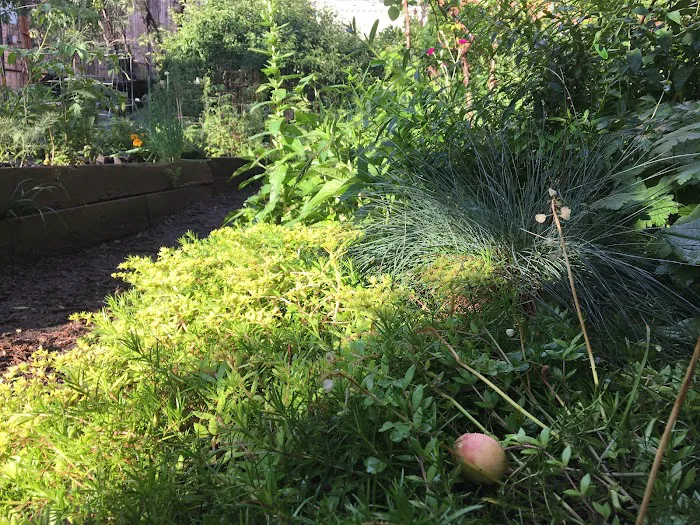 Poplar Street Community Garden Picture 4