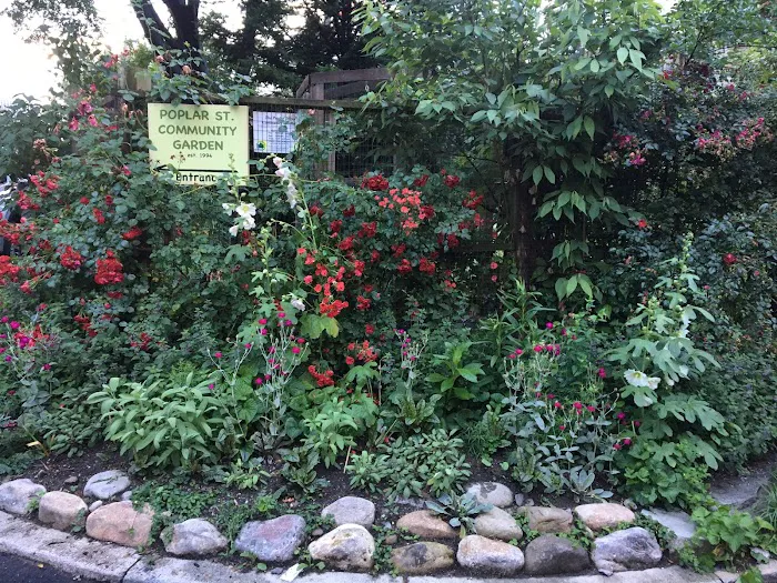 Poplar Street Community Garden Picture 6