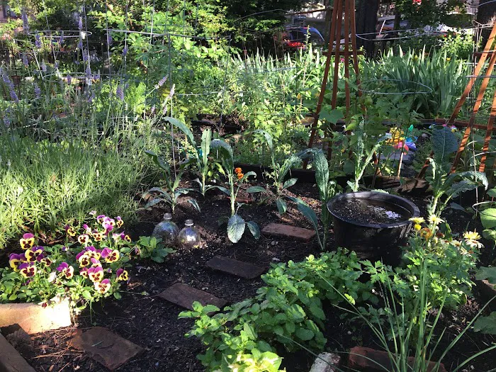 Poplar Street Community Garden Picture 7