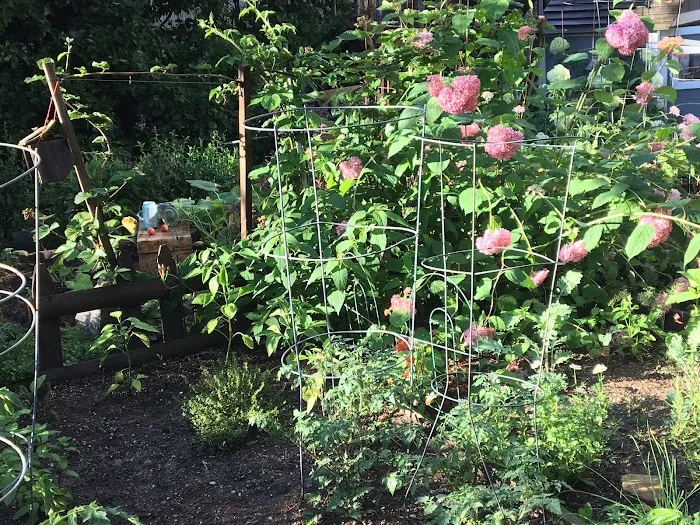 Poplar Street Community Garden Picture 5