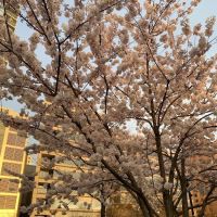 Parc Stamford ico