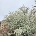 Latham Park