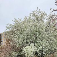 Latham Park ico