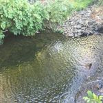 The Village Water Hole
