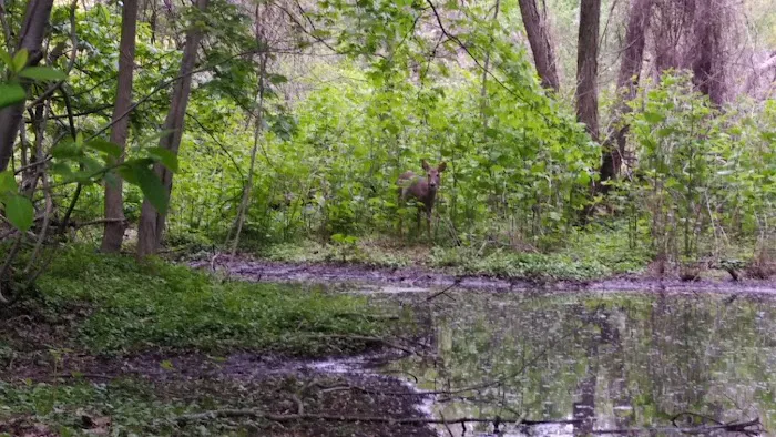 Olson Woods Picture 3