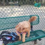 Garfield Dog Park
