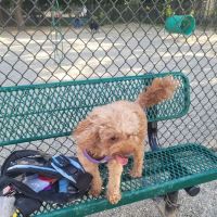 Garfield Dog Park ico