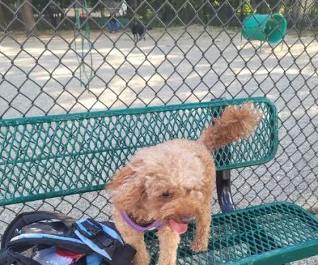 Garfield Dog Park
