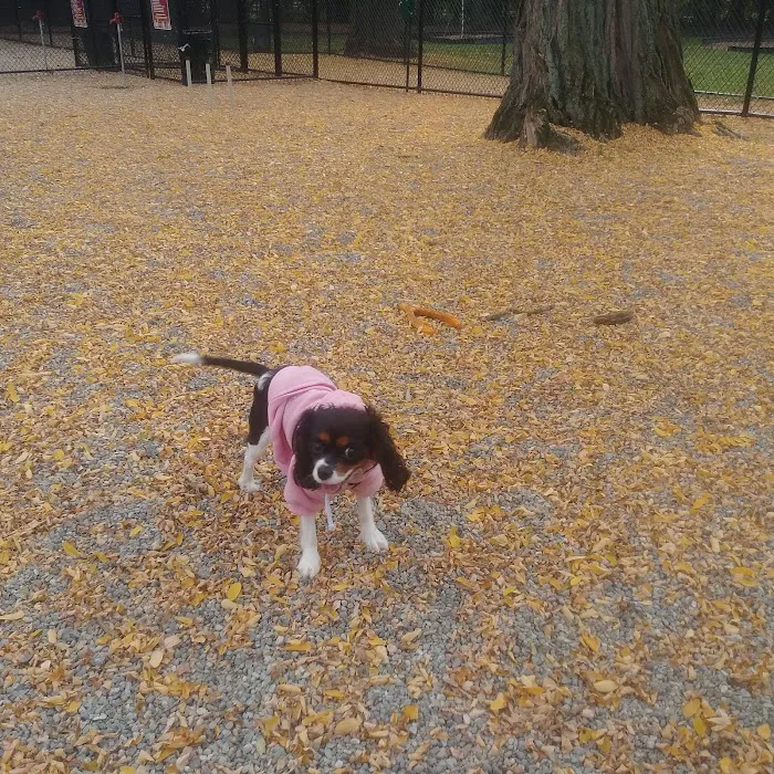 Garfield Dog Park Picture 10