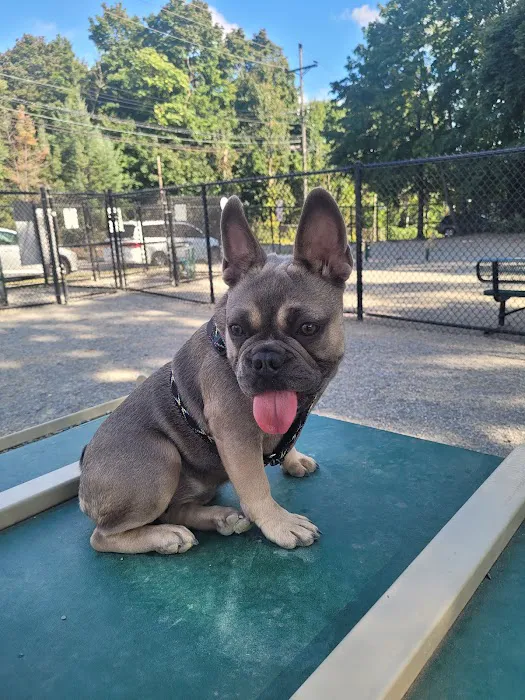 Garfield Dog Park Picture 4