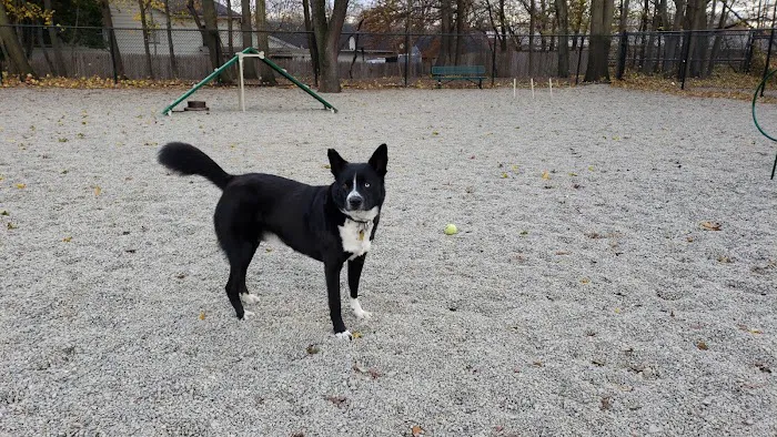 Garfield Dog Park Picture 6