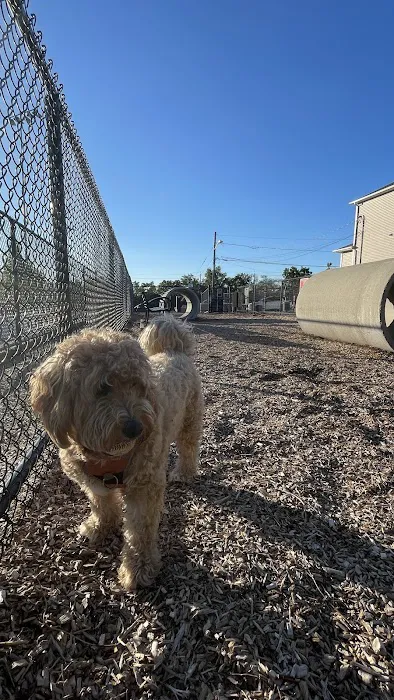 Carlstadt Dog Park Picture 6