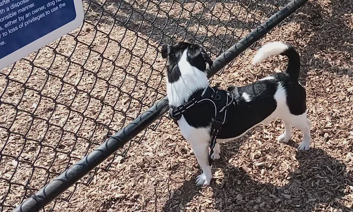 Carlstadt Dog Park Picture 5