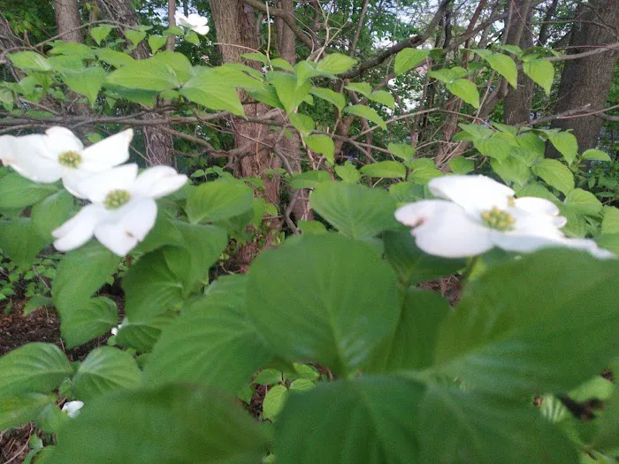 Cherry Hill Park Picture 10