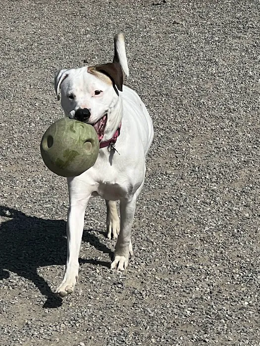 Glen Rock NJ Dog Park Picture 1