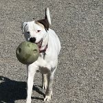 Glen Rock NJ Dog Park
