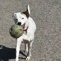 Glen Rock NJ Dog Park ico