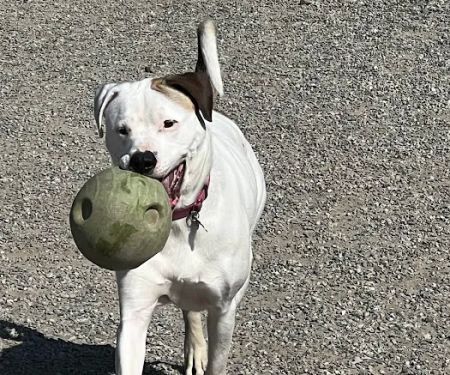 Glen Rock NJ Dog Park
