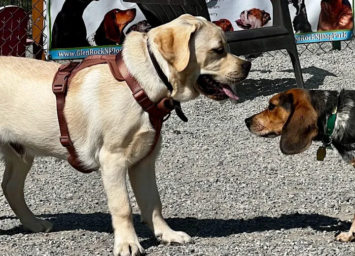 Glen Rock NJ Dog Park Picture 7