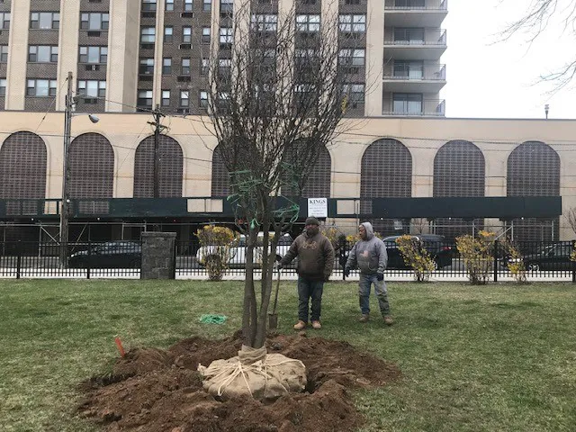 Memorial Tree - Rochelle Shelley Abramson Picture 1