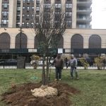Memorial Tree - Rochelle Shelley Abramson