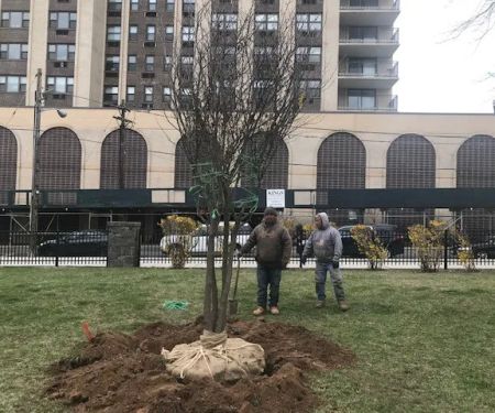Memorial Tree - Rochelle Shelley Abramson
