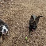 Clarkstown’s K-9 Corrals