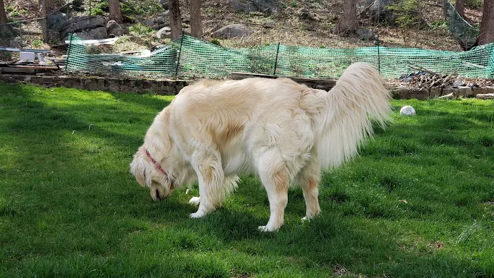 Dog Park Picture 10