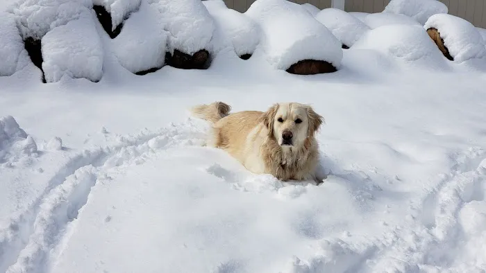 Dog Park Picture 4