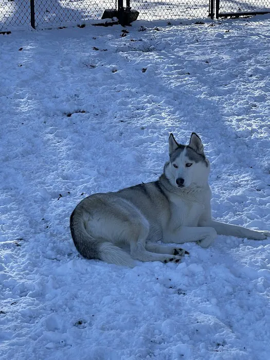 Dog Park Picture 1