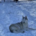 Dog Park