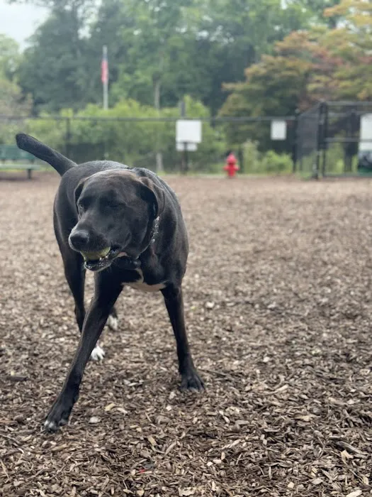 Dog Park Picture 3