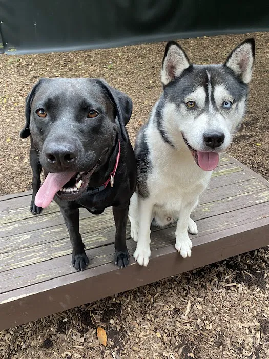 Dog Park Picture 9