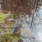 Airmount Park