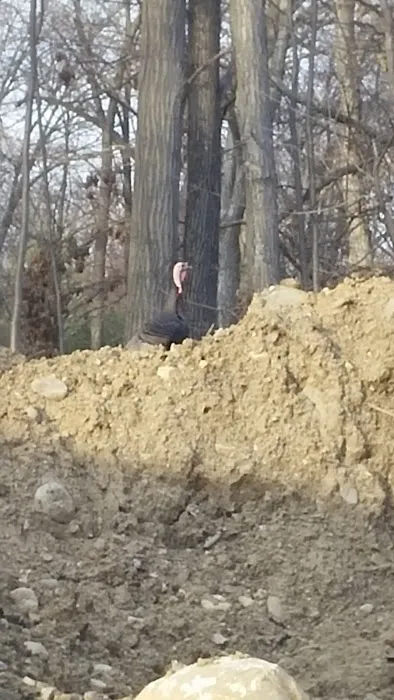 Allendale Wetlands Picture 6