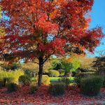 Orchard Common