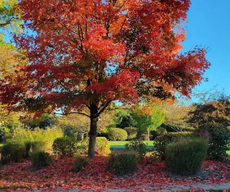 Orchard Common